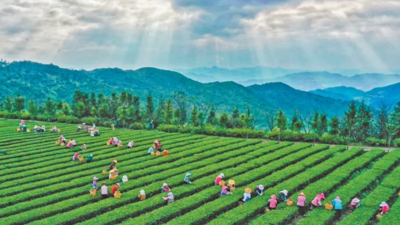 生態(tài)農(nóng)業(yè)：有機農(nóng)業(yè)在小農(nóng)場的可行性與挑戰(zhàn)