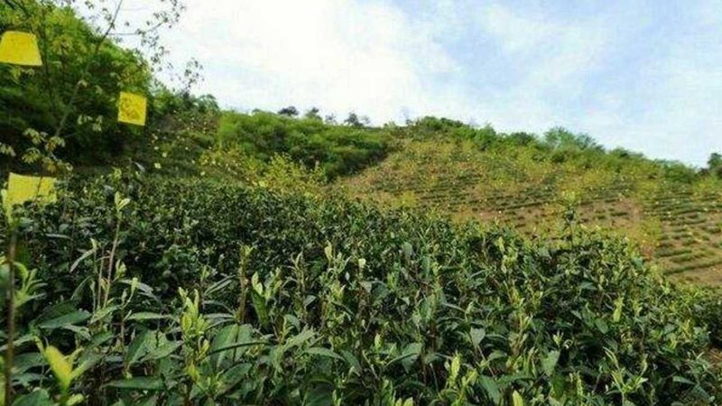 廣州有機(jī)蔬菜批發(fā)市場規(guī)模：有機(jī)農(nóng)業(yè)的蓬勃發(fā)展