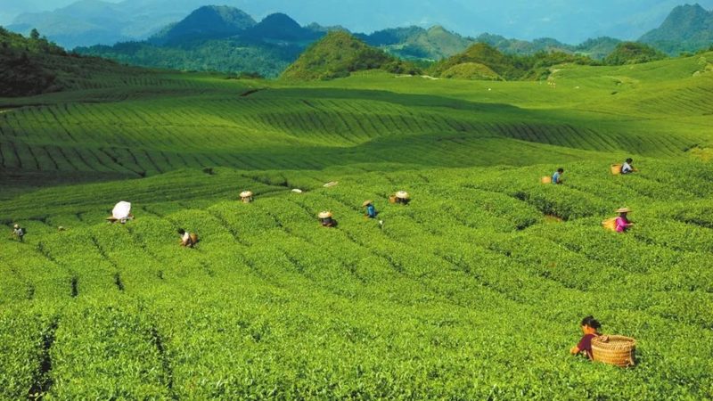 上海周邊休閑農(nóng)業(yè)基地的優(yōu)與劣