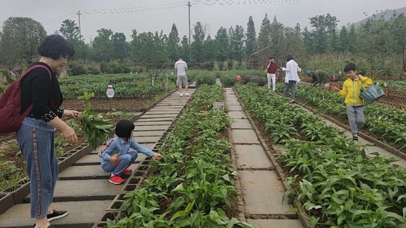 休閑觀光農業(yè)產業(yè)園與農家樂：本質區(qū)別與運營策略
