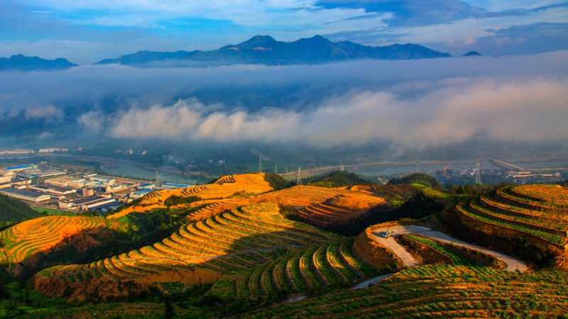 農(nóng)業(yè)產(chǎn)業(yè)園種植品種代理：如何選擇與合作的智慧**